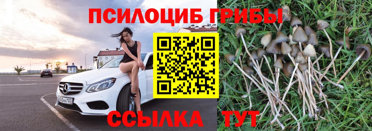 Галлюциногенные грибы Psilocybine cubensis  Вход с VPN  Тимашёвск  Галлюциногенные грибы прущие грибы 